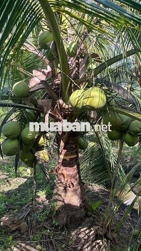 Đất vườn dừa đang cho trái xã An Ngãi Trung, Ba Tri