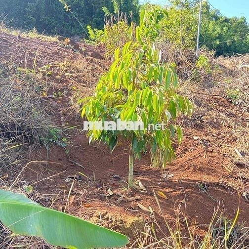 cần bán rẫy 250 cây sầu thái 1 năm  mặt tiền bê tông lớn