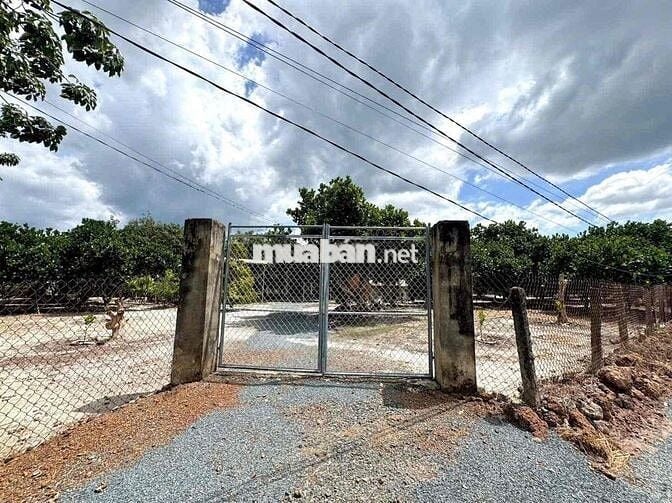 ⚡ Giá Sốc 300tr: 1.500m² Vườn Mít Đẹp, Đường Rộng, Sổ Rõ Ràng