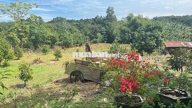 CHỈ 245 TRIỆU - SỞ HỮU NGAY ĐẤT VƯỜN CỰC CHILL