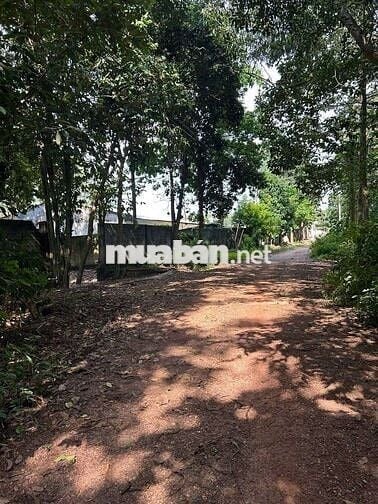 Phải rất rất nhanh 31ty hạ sốc bán gấp 23 tỷ  thật 100% ạ