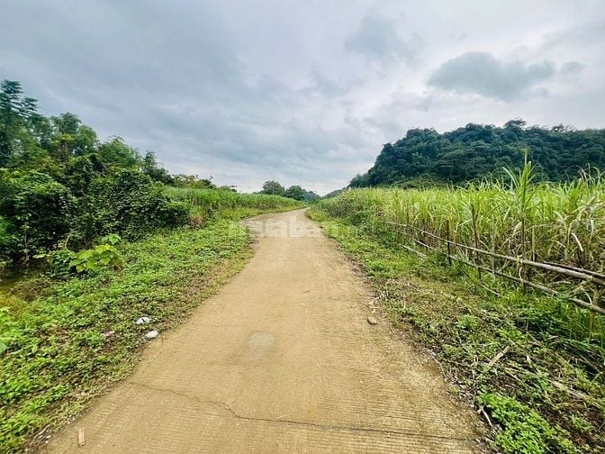 cần bán lô đất trồng cây hàng năm tổng dt 2675,8m2 giá bán 386tr 