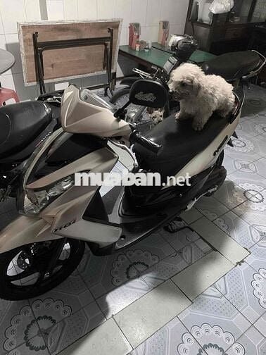 Kiếm lúa ăn tết