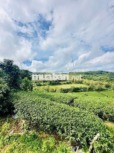 Chính chủ bán đất  view điện gió săn mây Cầu Đất nét 2 tỷ 5 - 855m