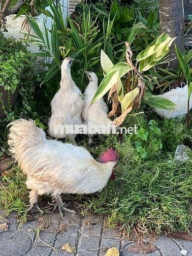 Bán lô đất biệt thự vườn phường tam long TPHCM