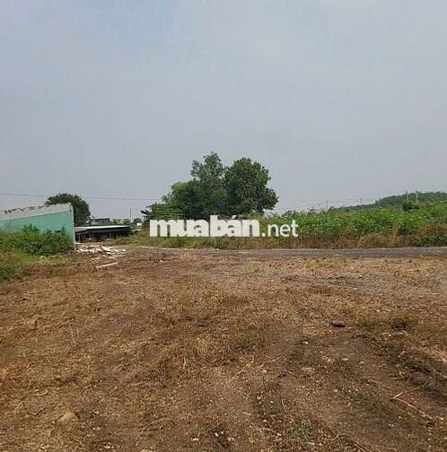 Bán đất vườn kcn Đất Đỏ. Dt 1800m2 có 80m mặt tiền giá chỉ 1,65 tỷ