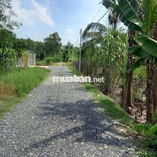 Bán 1 lô đất vườn trái cây An Tây Bến Cát Bình Dương cũ