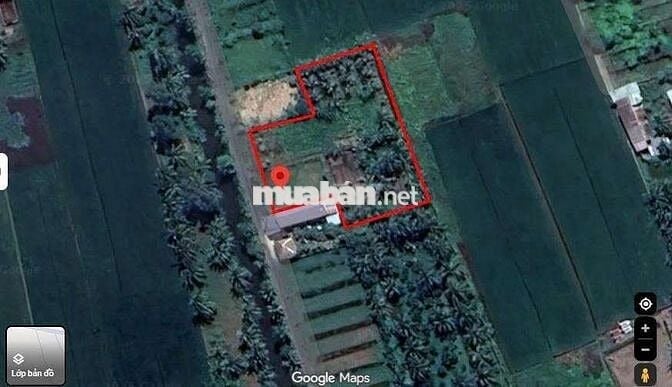 THỔ CƯ & ĐẤT TRỒNG CÂY GÒ CÔNG TÂY