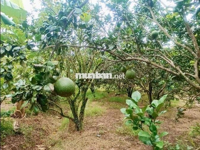 Sẵn vườn bưới đang cho mùa thu hoạch giá rẻ