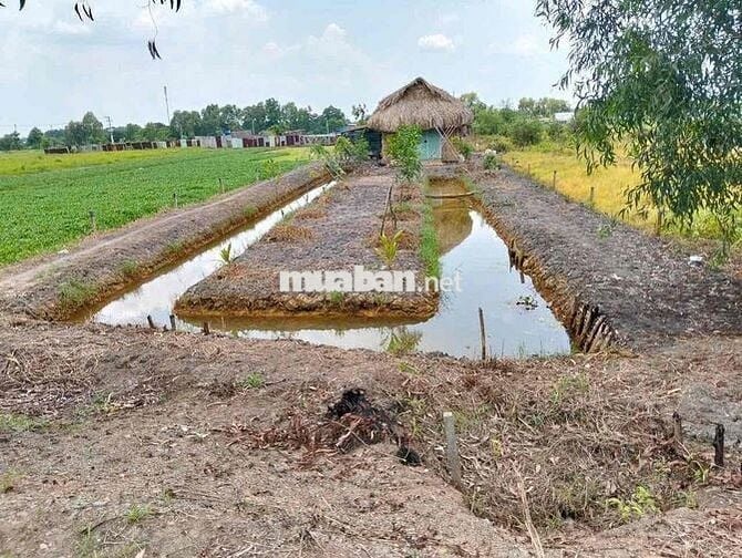 e chính chủ cần bán nhà vườn thới tam thôn hóc môn.