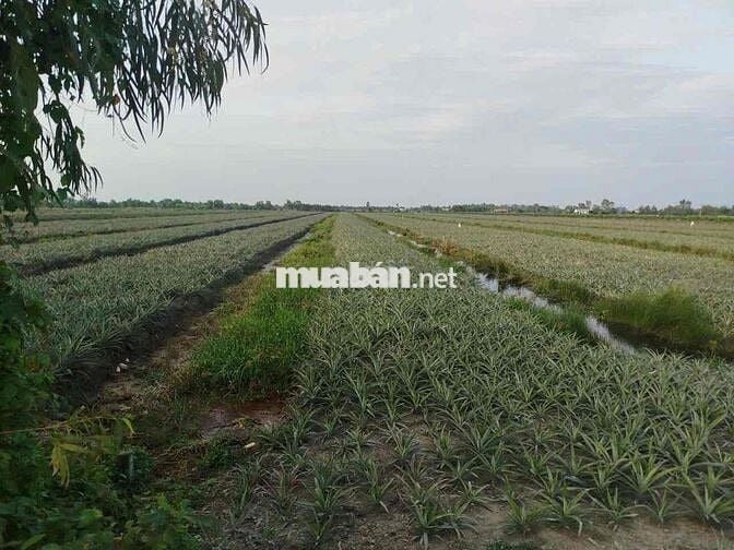 Đất cln đang trồng khóm, có thể làm khu homestay