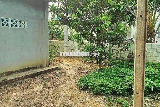 Nguyên cái nhà với cái vườn to đùng 2000m2 (20x100) sẵn 100m2 thổ cư