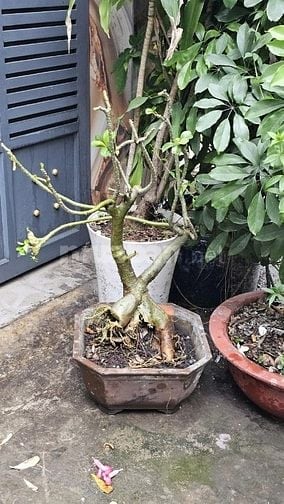 Cần bán 2 cây hoa sứ màu hồng, đang nở hoa đẹp.