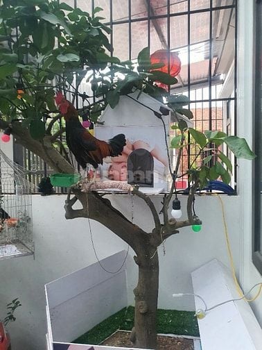 Thanh lý cả gà f2 cả lồng và chim