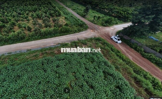 Cần sang lô đất thị xã Bình Long, ( Đồng Nai) 1500m2 giá chưa tới 1 tỷ