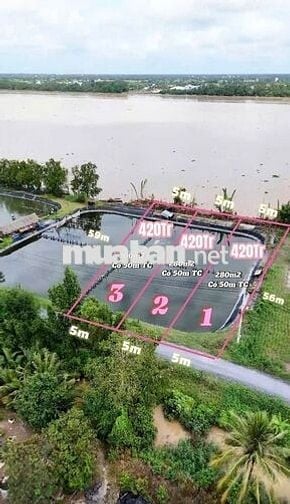 Đất view sông Tiền Giang 300m² có thổ cư, bao san lấp đẹp, giá 420Tr