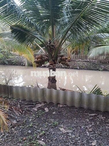 Nhà vườn 4000m2, vềTrung tâm Cần Thơ 30p, đường tỉnh 928, Giá 3.5 tỷ