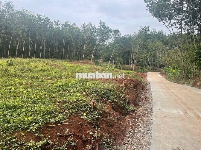 Kẹt tiền cần bán 5 lô sau lưng ủy ban, đối diên KDC Đào Gia Viên