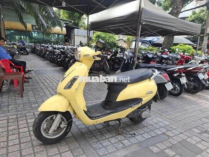 Xe alizabet nguyên gin