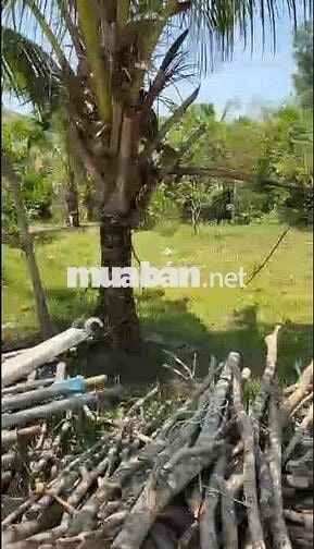 CHÍNH CHỦ BÁN LÔ ĐẤT GIÁ CHỈ 600 TRIỆU  ẤP BẾN TRÀM, CỬA DƯƠNG, PHÚ QU