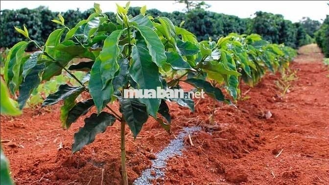 1 MT+ 4 Thửa liền kề tổng DT: 31599 m2. Xã Tân Thượng-Di Linh-Lâm Đồng