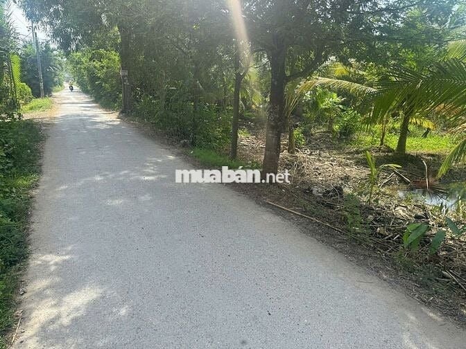 🎉 Đất đẹp Thạnh Ngãi, Mỏ Cày Bắc, Bến Tre