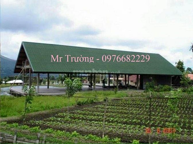Bán tấm lợp sinh thái chất lượng cao 36310429 Bán tấm lợp sinh thái chất lượng cao