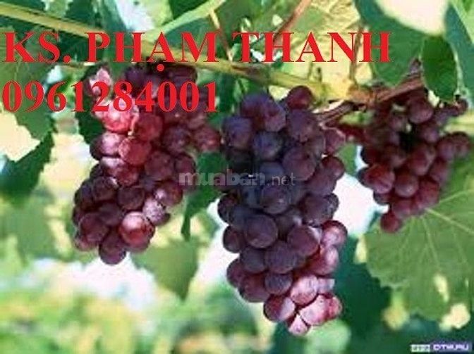 Bán cây giống nho pháp, chuẩn giống, số lượng lớn, giao cây toàn quốc 37413448 Bán cây giống nho pháp, chuẩn giống, số lượng lớn, giao cây toàn quốc