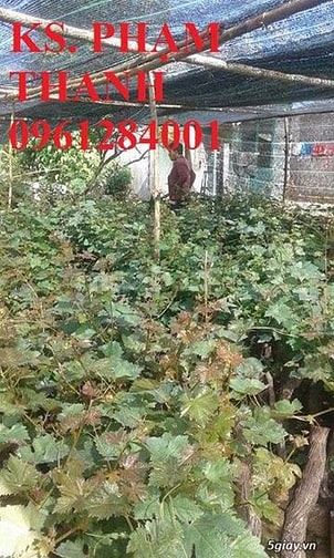 Bán cây giống nho pháp, chuẩn giống, số lượng lớn, giao cây toàn quốc 37413448 Bán cây giống nho pháp, chuẩn giống, số lượng lớn, giao cây toàn quốc