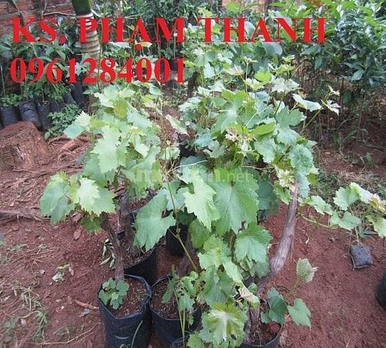 Bán cây giống nho pháp, chuẩn giống, số lượng lớn, giao cây toàn quốc 37413448 Bán cây giống nho pháp, chuẩn giống, số lượng lớn, giao cây toàn quốc
