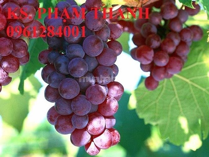 Bán cây giống nho pháp, chuẩn giống, số lượng lớn, giao cây toàn quốc 37413448 Bán cây giống nho pháp, chuẩn giống, số lượng lớn, giao cây toàn quốc