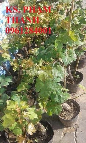 Bán cây giống nho pháp, chuẩn giống, số lượng lớn, giao cây toàn quốc 37413448 Bán cây giống nho pháp, chuẩn giống, số lượng lớn, giao cây toàn quốc