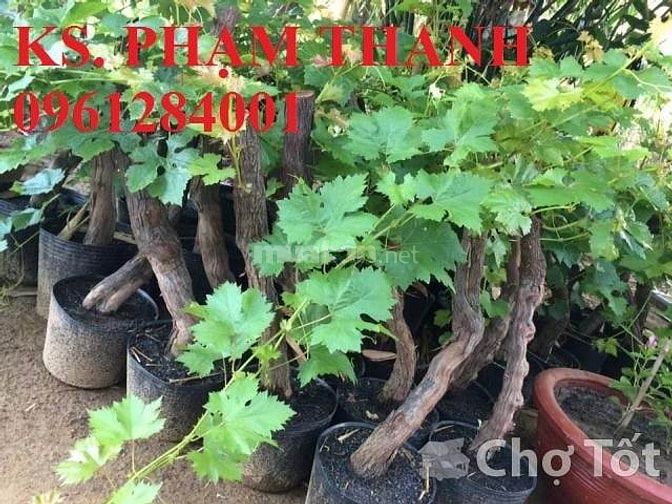 Bán cây giống nho pháp, chuẩn giống, số lượng lớn, giao cây toàn quốc 37413448 Bán cây giống nho pháp, chuẩn giống, số lượng lớn, giao cây toàn quốc