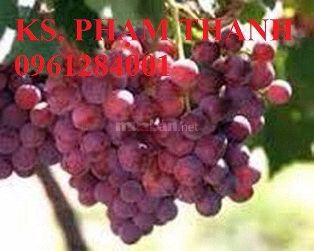Bán cây giống nho pháp, chuẩn giống, số lượng lớn, giao cây toàn quốc 37413448 Bán cây giống nho pháp, chuẩn giống, số lượng lớn, giao cây toàn quốc