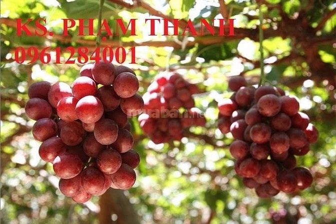 Bán cây giống nho pháp, chuẩn giống, số lượng lớn, giao cây toàn quốc 37413448 Bán cây giống nho pháp, chuẩn giống, số lượng lớn, giao cây toàn quốc