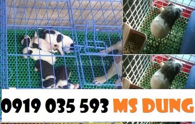 Lưới nhựa cứng trải sàn gà vịt ngan lưới nhựa lót chuồng trại lưới pe