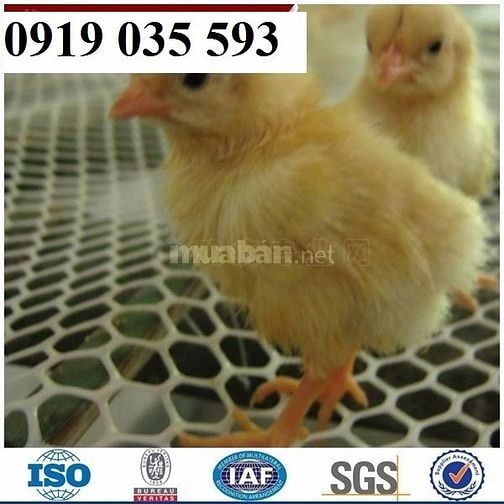 Lưới nhựa cứng trải sàn gà vịt ngan lưới nhựa lót chuồng trại lưới pe