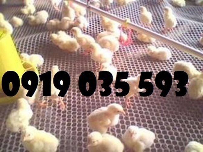 Lưới nhựa cứng trải sàn gà vịt ngan lưới nhựa lót chuồng trại lưới pe