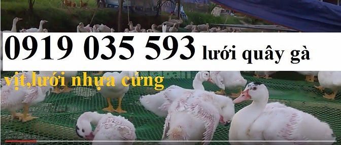Lưới nhựa cứng trải sàn gà vịt ngan lưới nhựa lót chuồng trại lưới pe