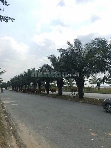 Ngày hội của thị trường BDS, tặng 2 chỉ vàng, CK 3%-5% 40658497 Ngày hội của thị trường BDS, tặng 2 chỉ vàng, CK 3%-5%