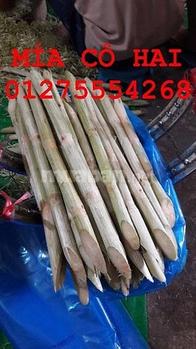 Mía bán theo lít ở Sài Gòn 13.000-15.000Đ/lít 42051754 Mía bán theo lít ở Sài Gòn 13.000-15.000Đ/lít