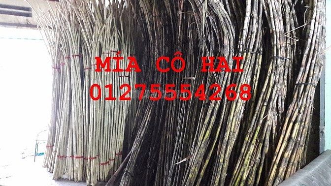 Mía bán theo lít ở Sài Gòn 13.000-15.000Đ/lít 42051754 Mía bán theo lít ở Sài Gòn 13.000-15.000Đ/lít