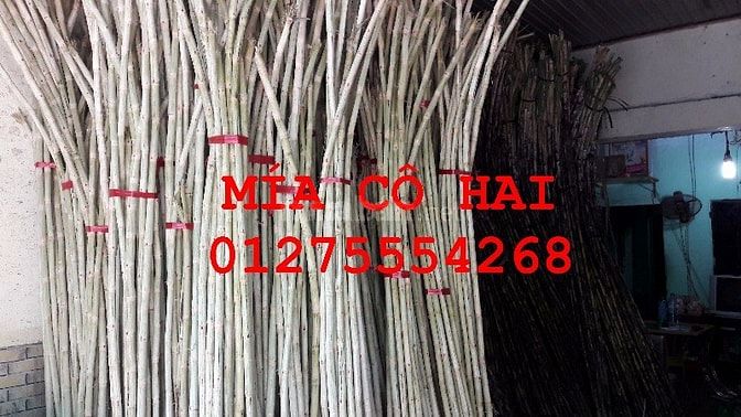 Mía bán theo lít ở Sài Gòn 13.000-15.000Đ/lít 42051754 Mía bán theo lít ở Sài Gòn 13.000-15.000Đ/lít
