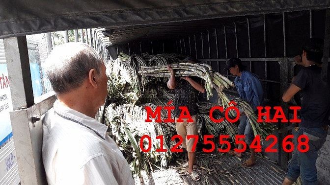 Mía bán theo lít ở Sài Gòn 13.000-15.000Đ/lít 42051754 Mía bán theo lít ở Sài Gòn 13.000-15.000Đ/lít