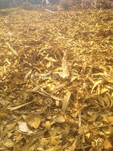 Berberin chiết xuất 100% từ cây Vàng Đắng 42743842 Berberin chiết xuất 100% từ cây Vàng Đắng