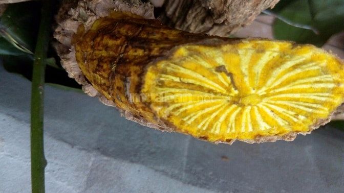 Berberin chiết xuất 100% từ cây Vàng Đắng 42743842 Berberin chiết xuất 100% từ cây Vàng Đắng