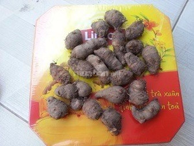 Cung cấp giống khoai môn cao chỉ tím 43076779 Cung cấp giống khoai môn cao chỉ tím