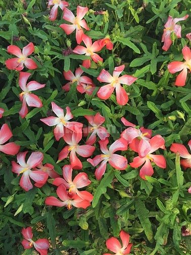 Bán giống sâm bố chính và bao tiêu đầu ra 43597988 Bán giống sâm bố chính và bao tiêu đầu ra