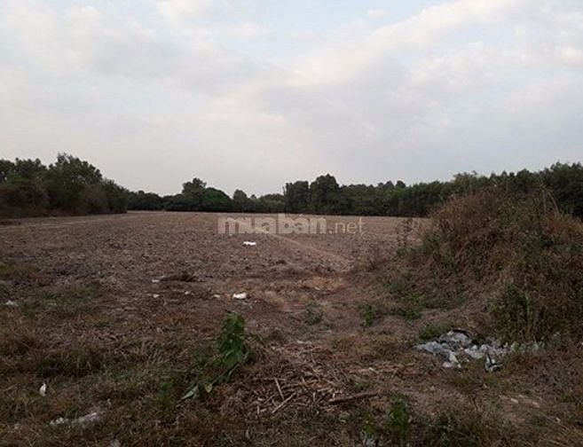 6000m vuông đất đã san lấp đường Phạm Hữu Lầu 43693689 6000m vuông đất đã san lấp đường Phạm Hữu Lầu