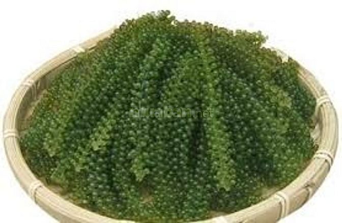 Rong nho tươi giá sỉ ở Đà Lạt mua ở đâu 43836142 Rong nho tươi giá sỉ ở Đà Lạt mua ở đâu